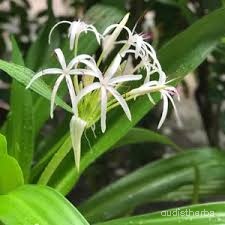 Crinum asiaticum flower9.jpg